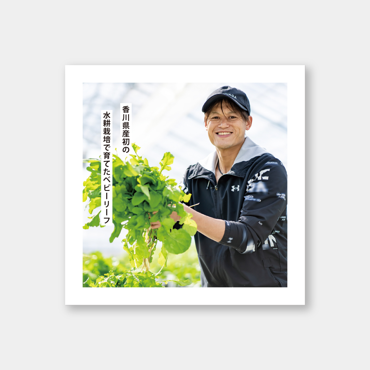 チラシ：わノクニファームさま